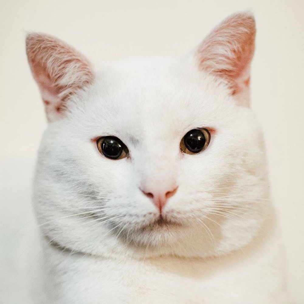 Meet your Posher, Cassie